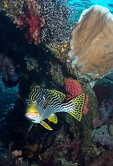 Raja Ampat 2016 - Plectorhinchus lineatus - Diagonal banded sweetlips - Gaterin a lignes - IMG_4950_rc